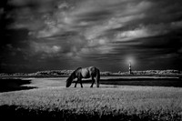 Infrared