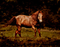 Cades Cove